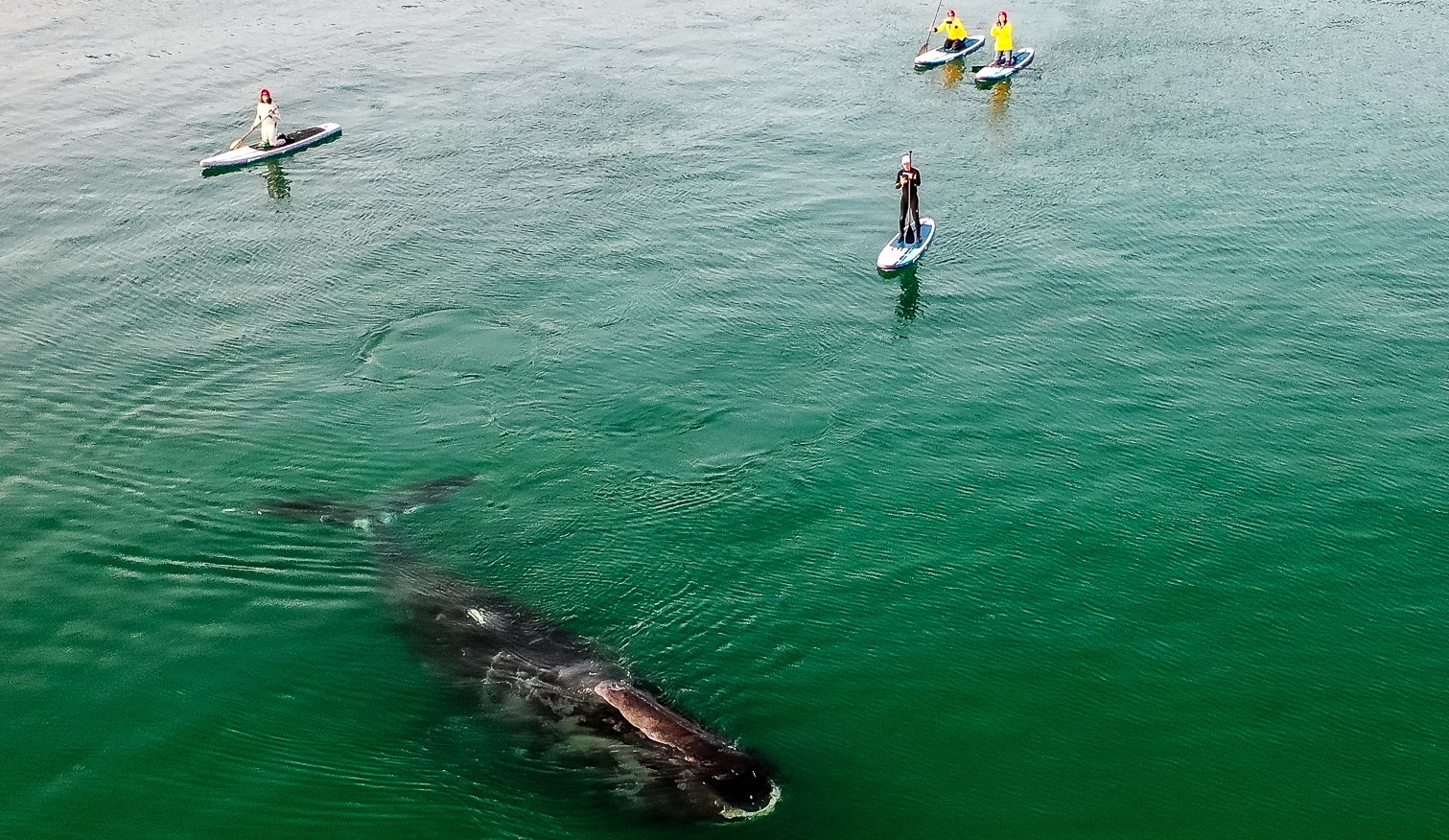 Китов защитят от туристов