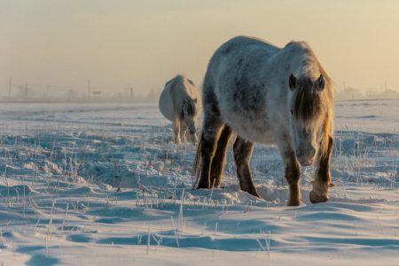 До столицы дошли якутские лошади