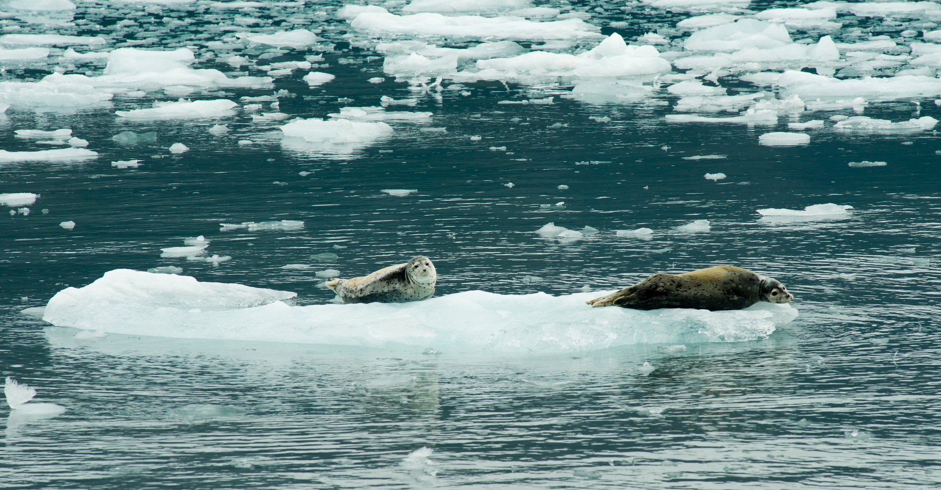 Скорость нагревания Арктики установила рекорд