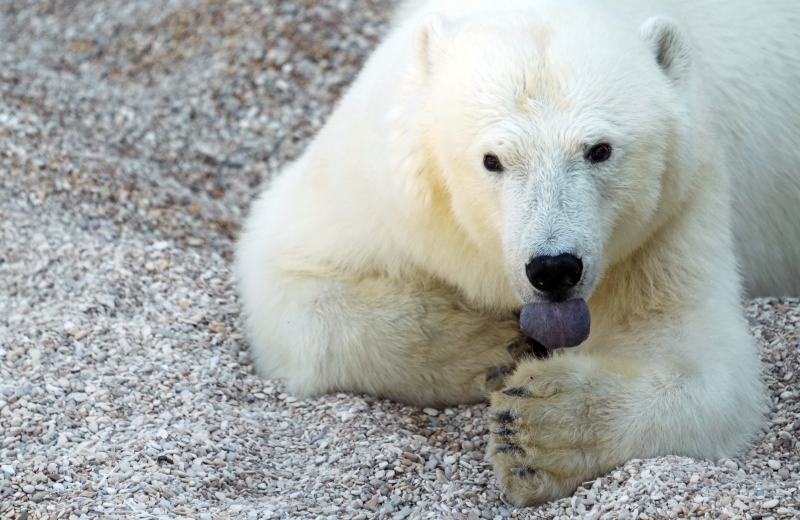Белые медведи не едят Пингвинов. Посла обещали попробовать
