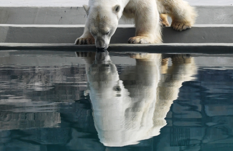 Климат стал угрозой для арктических хищников