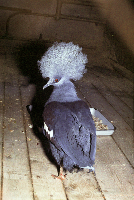 Самый крупный голубь поселился в Москве