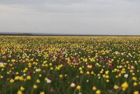 Для редкого цветка создадут комфортные условия