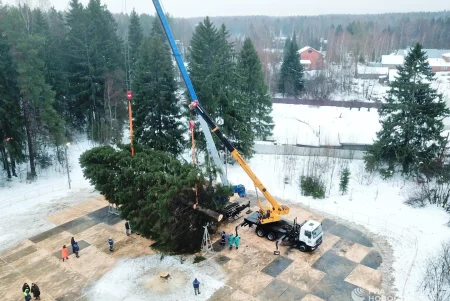 Выбрана главная новогодняя ель страны