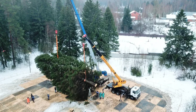 Выбрана главная новогодняя ель страны