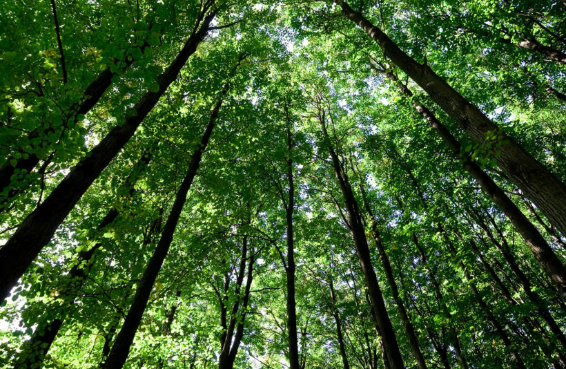 Древний лес под Тулой признан памятником природы