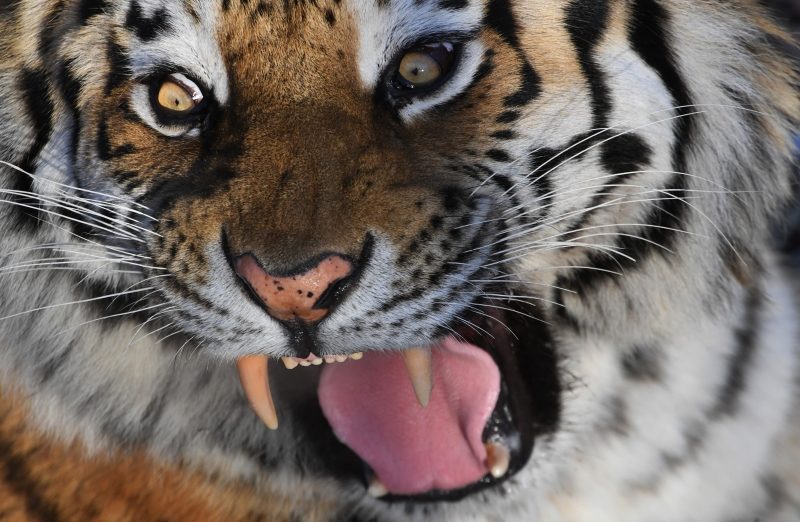 Амурскому тигру посвятят два музея