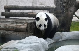 Москва напомнит о хрупкости природы