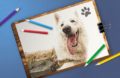 Музей предложил нарисовать портрет фронтовой собаки
