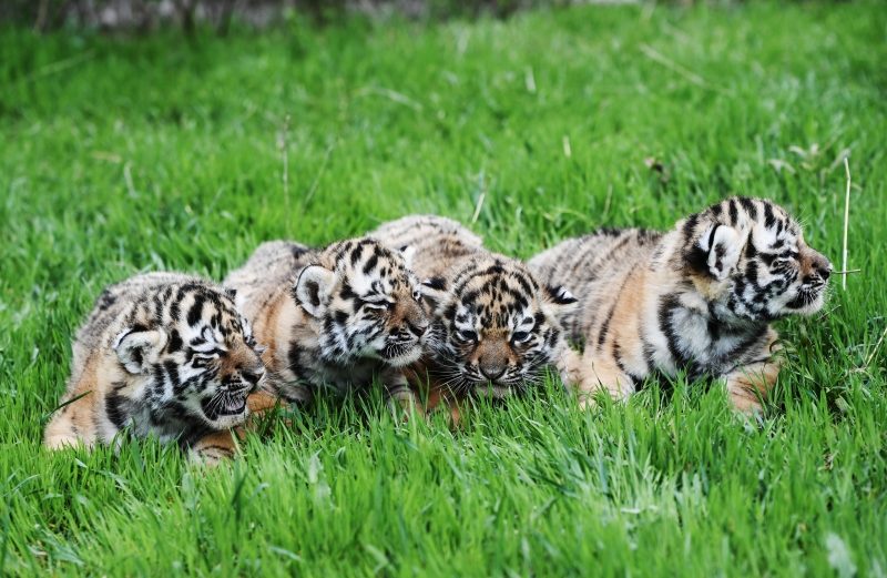 Выросла популяция амурского тигра