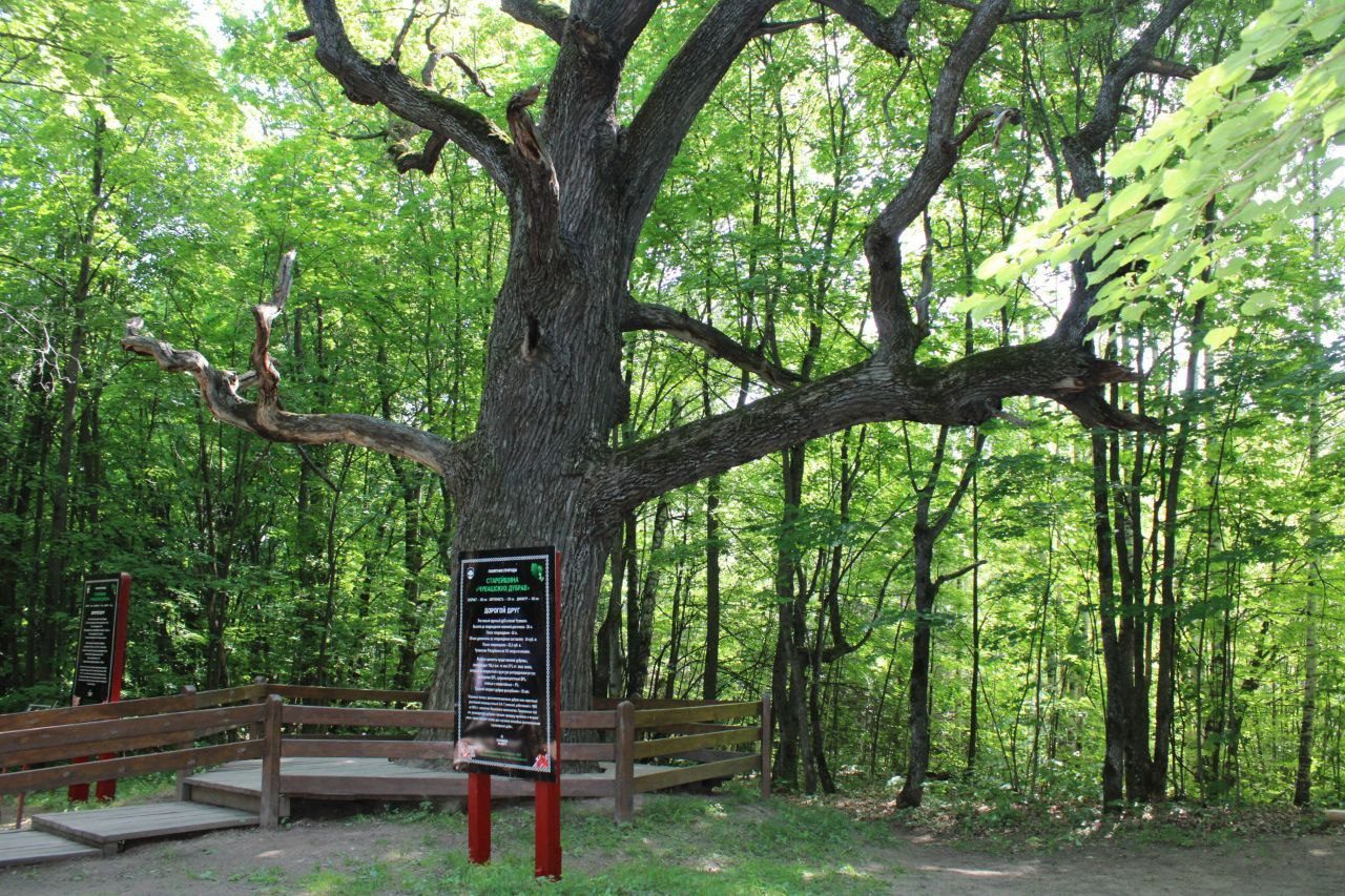 Чувашский дуб стал главным деревом России