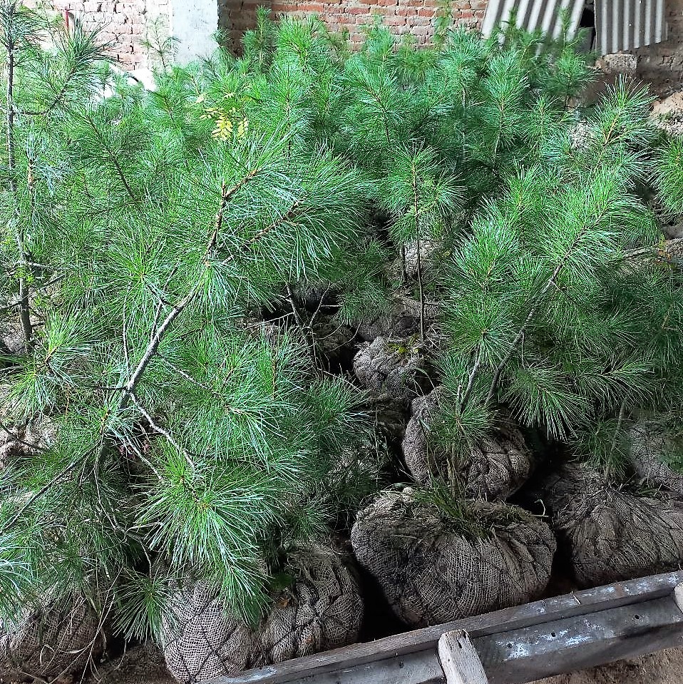 Кузбасские кедры сохранят память о защитниках Родины