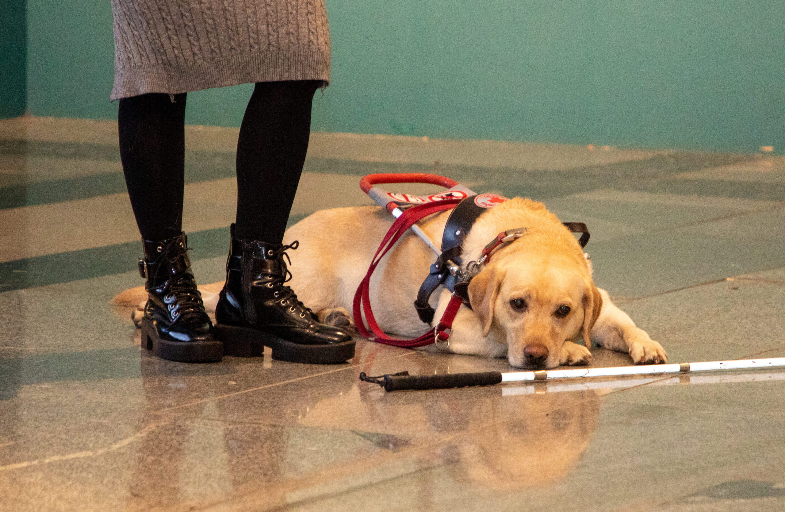 Гости Музея Победы узнали о собаках-помощниках