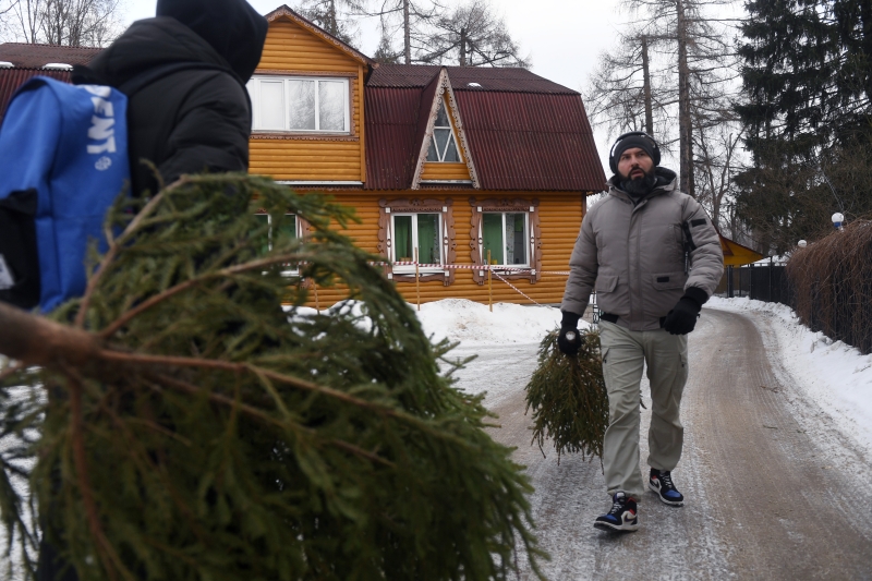 Новогодним деревьям подарят вторую жизнь