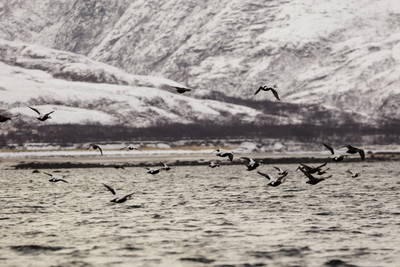 Историки обсуждают преображение Севера