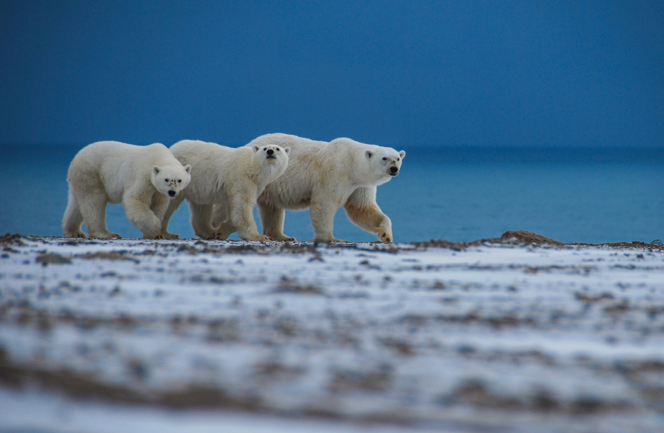 Молодежь узнает о перспективах Арктики