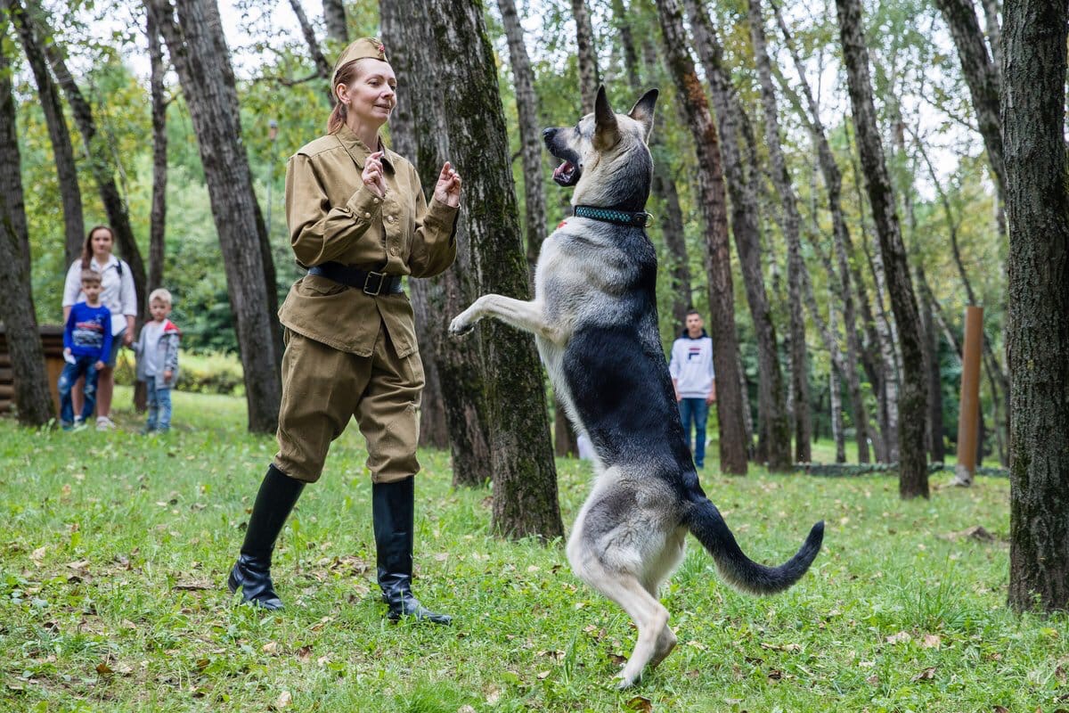 Кинологи покажут историческую реконструкцию