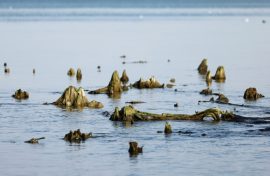 Истории Янтарного края России посвятили выставку