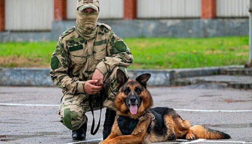 Служебная собака получила премию