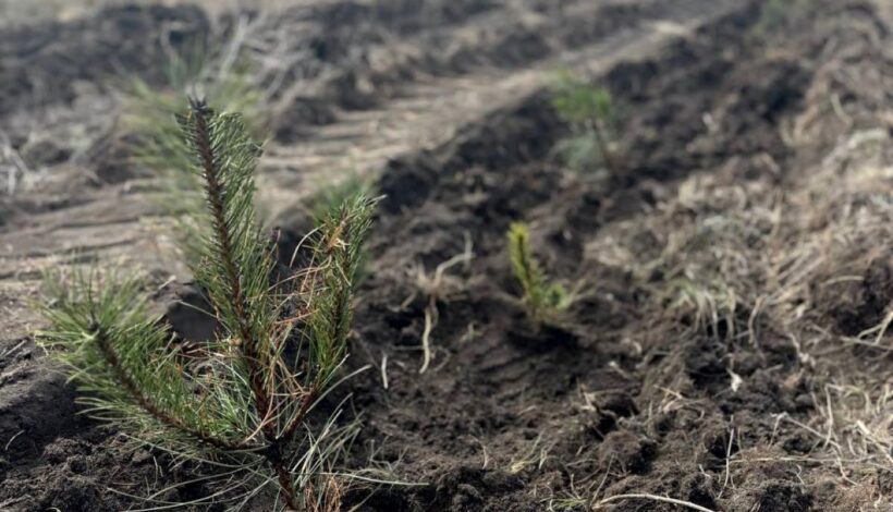 Зеленые памятники вырастут в ЛНР