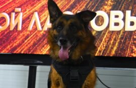 Подвиги служебных собак и их наставников отметили наградами
