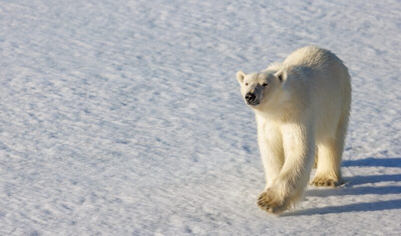 Историки расскажут об освоении Арктики