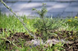 В ЛНР высадят деревья в память о героях