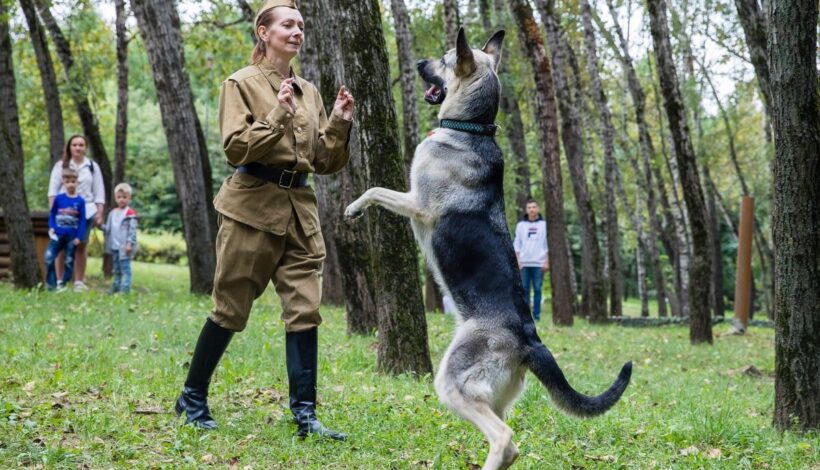 День фронтовой собаки отметят в Красногорском филиале Музея Победы