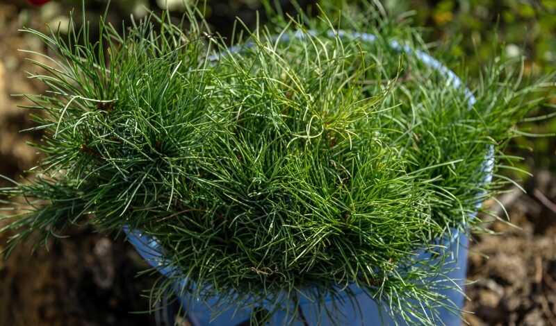 Деревья высадили в память о героях