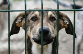 Помощи животным посвятили эпизод веб-сериала  