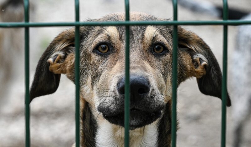 Помощи животным посвятили эпизод веб-сериала  