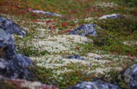 Будет создана книга растений для Арктики