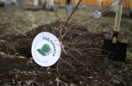 В честь героев СВО вырастет «Сад памяти»