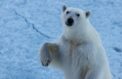 Сохранение полярного хищника обсудили ученые