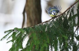 Тысячи елей вырастут в память о погибших