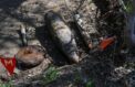Боеприпасы Великой Отечественной обезвредили