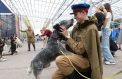 В Красногорске отметят День фронтовой собаки